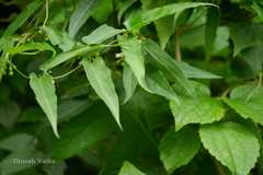 Cynanchum dalhousiae